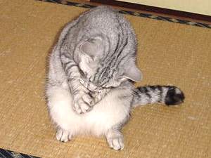 よろしく猫